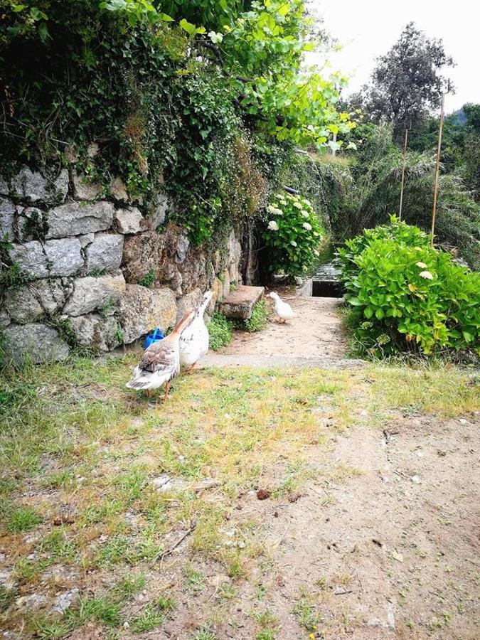 Вилла Casa Do Palheiro Covelas  Экстерьер фото